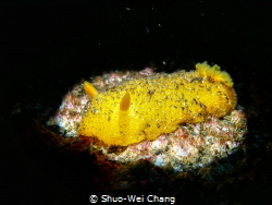 Sea lemon on barnacles! by Shuo-Wei Chang 